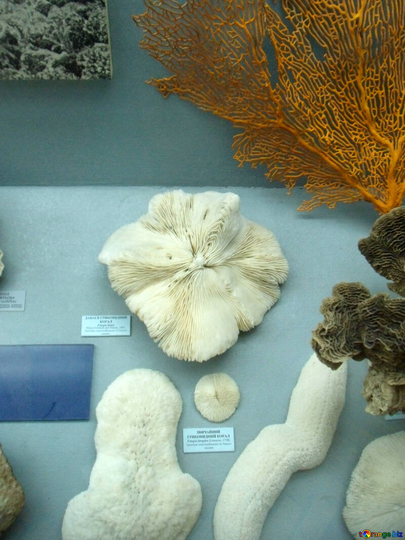 Espécies de corais №21402