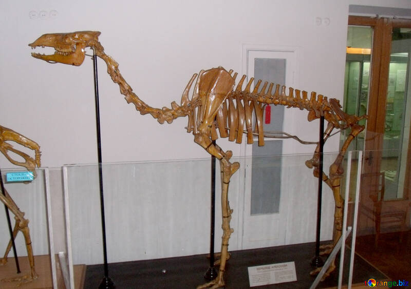 The skeleton of camel №21446