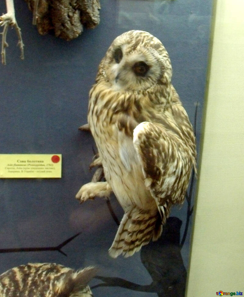 Bird stuffed owl №21299