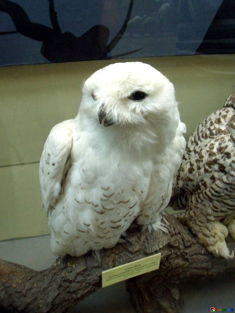 Bird stuffed snowy owl №21301