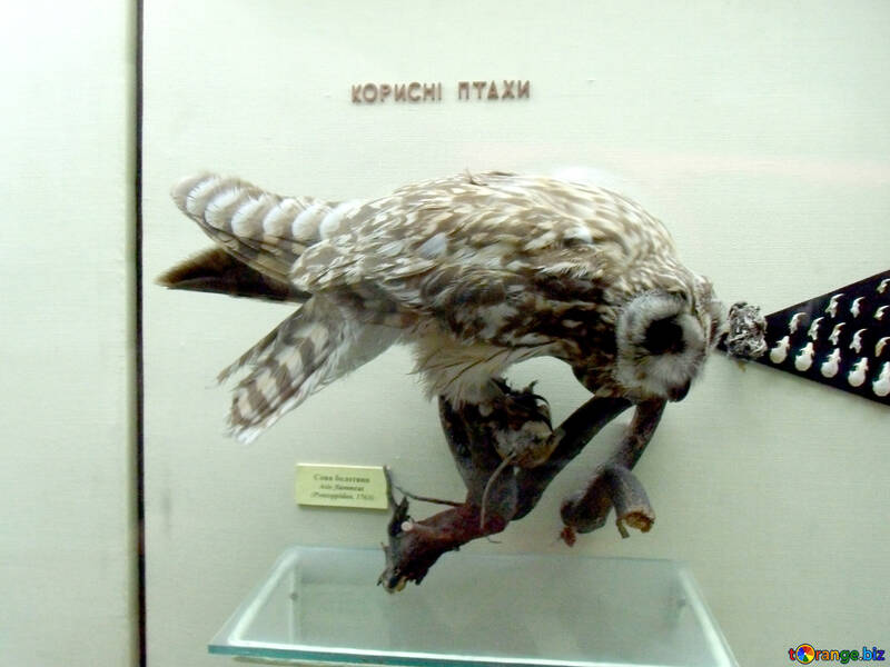 Eared owl bird effigy №21282