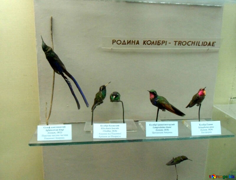 Uccello farcito colibrì №21297