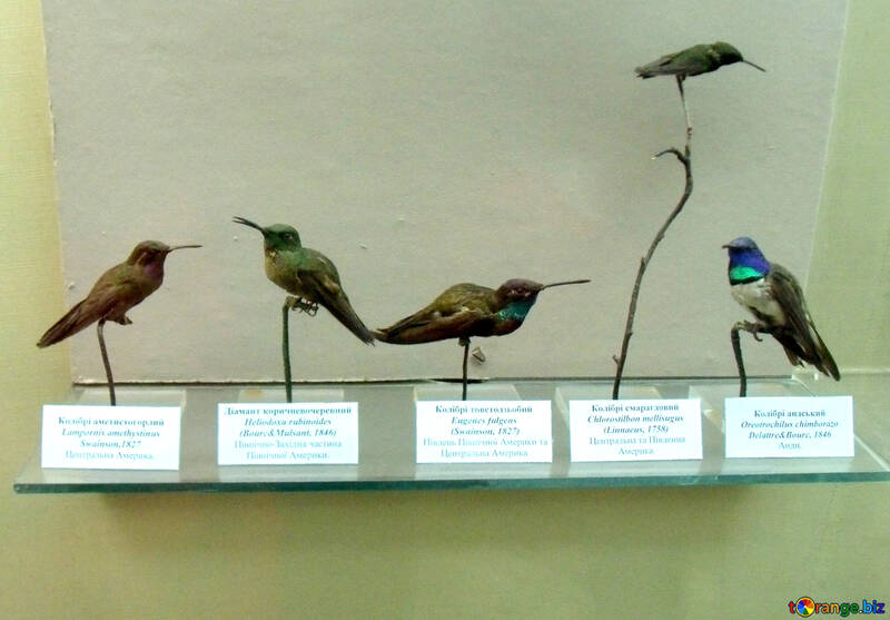 Uccelli farcito colibrì №21298