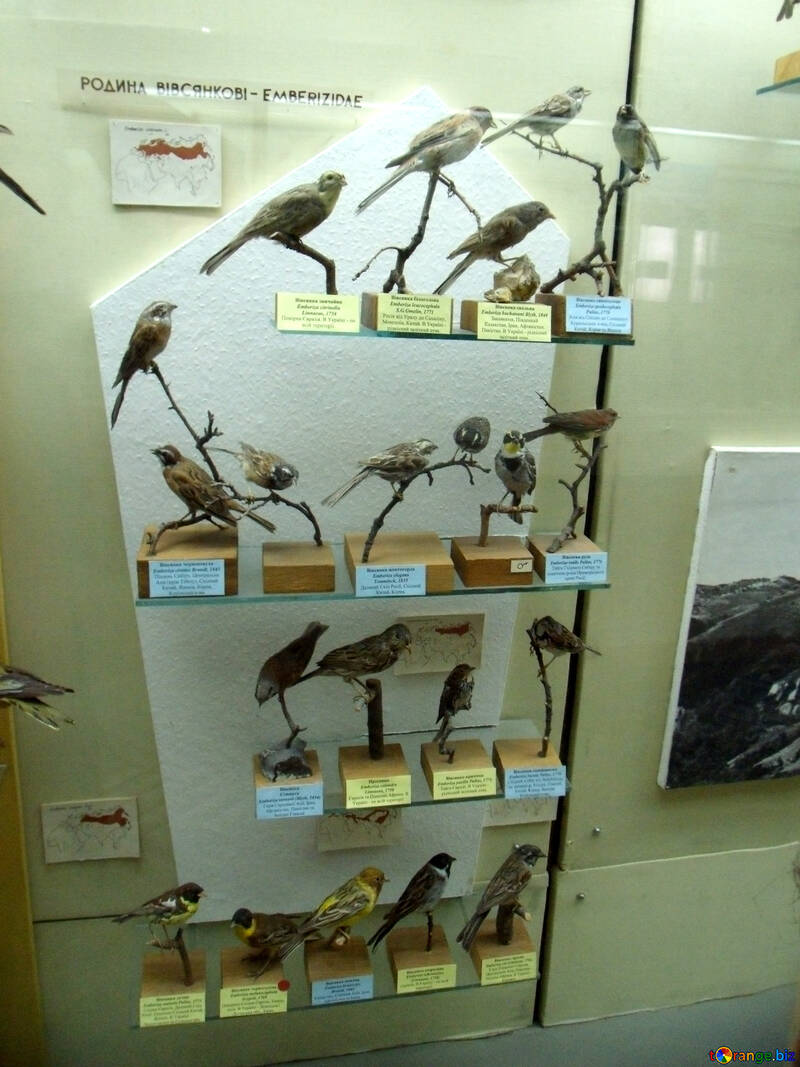 Genus of passerine birds stuffed №21285