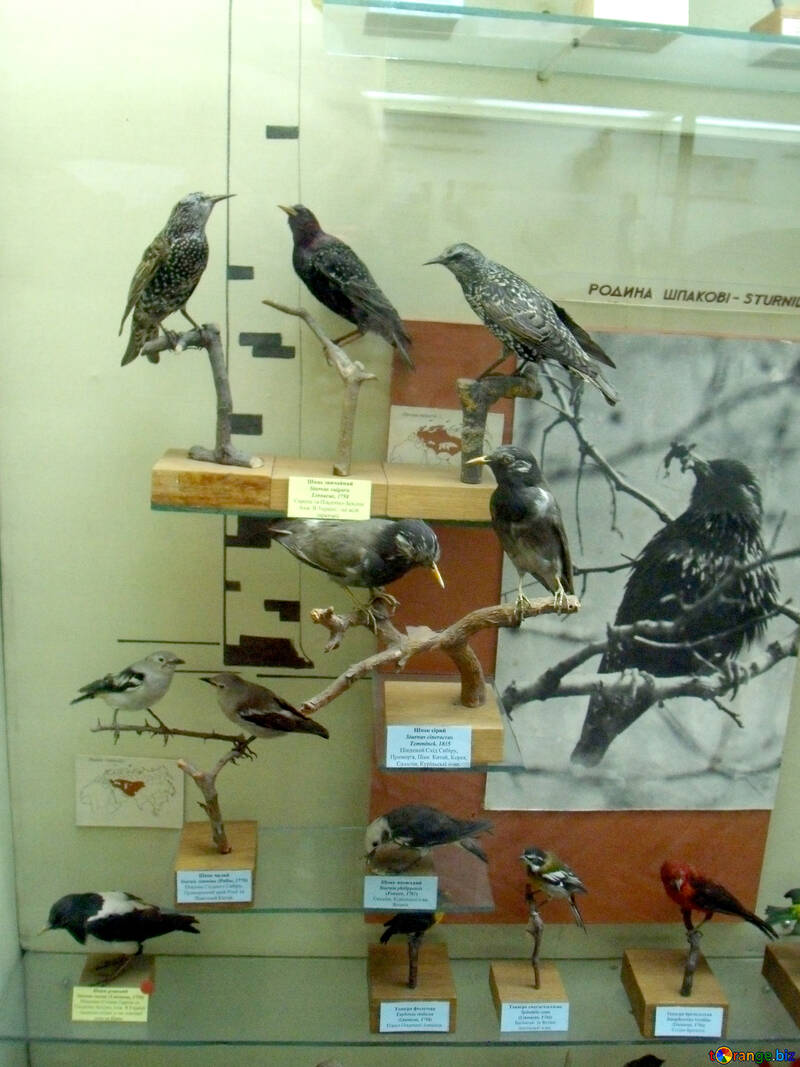 Efigie de aves de Starling №21286
