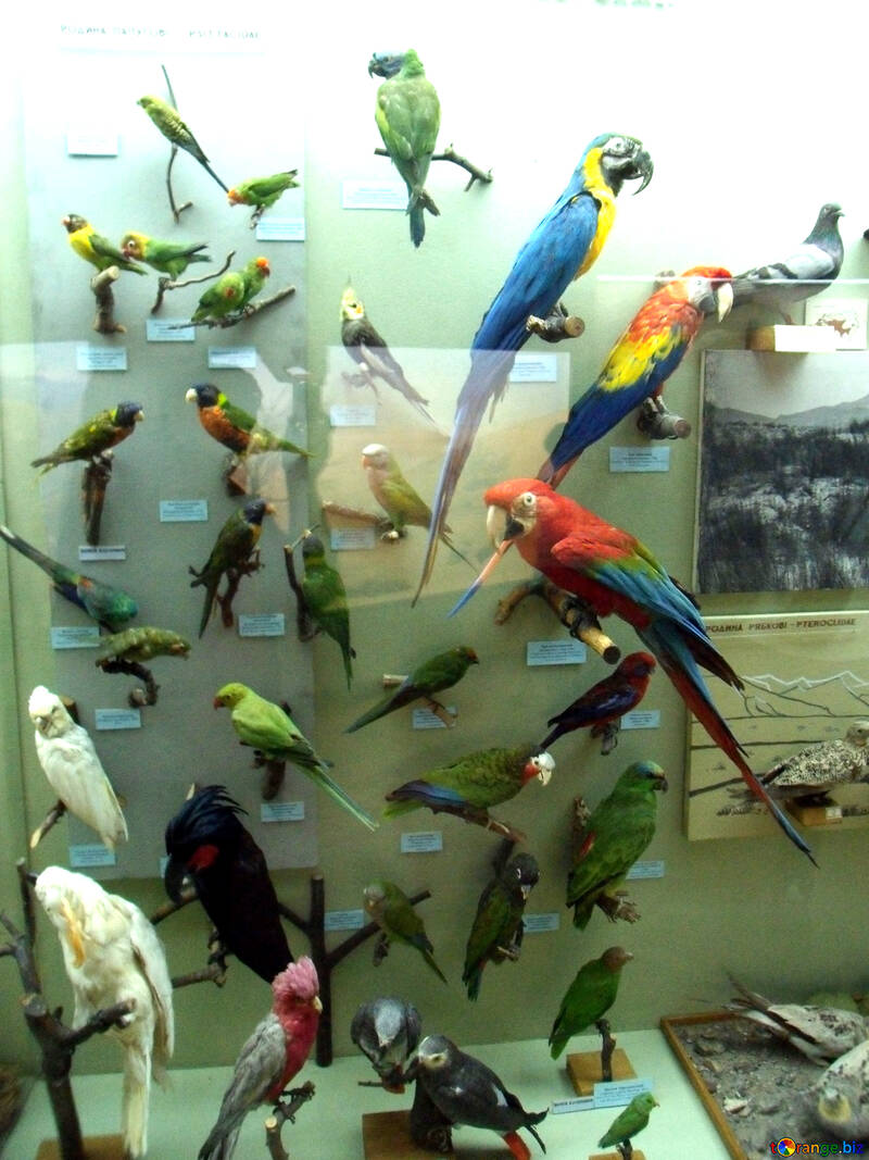 Stuffed birds parrots №21302