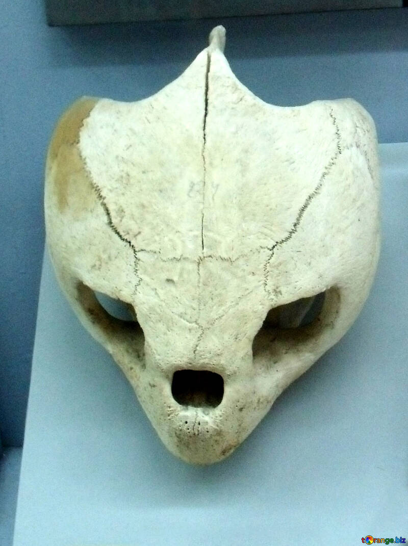 Alien Skull №21444