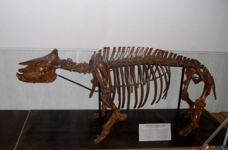 Скелет стародавньої тварини №21448
