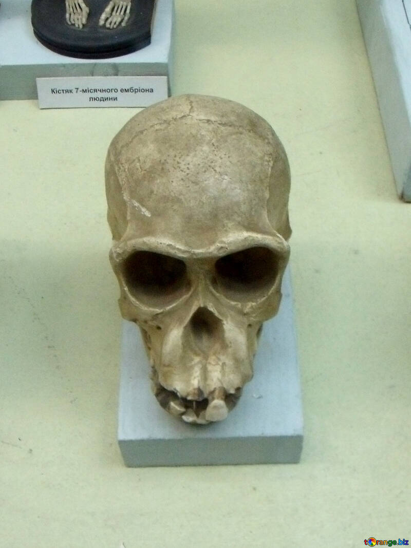 古代の人間の頭蓋骨 №21460