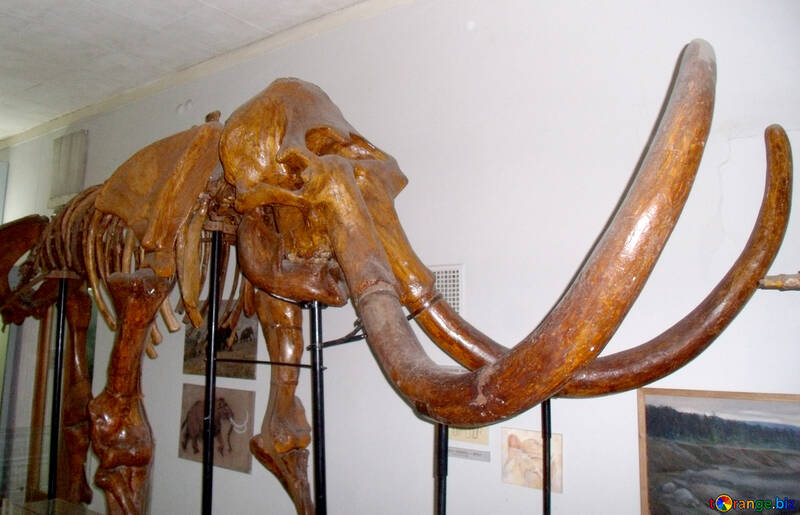 Mammoth Tusks №21472