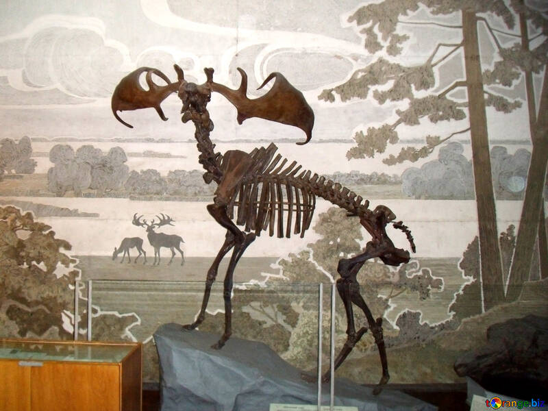 Esqueleto prehistórico elk №21471