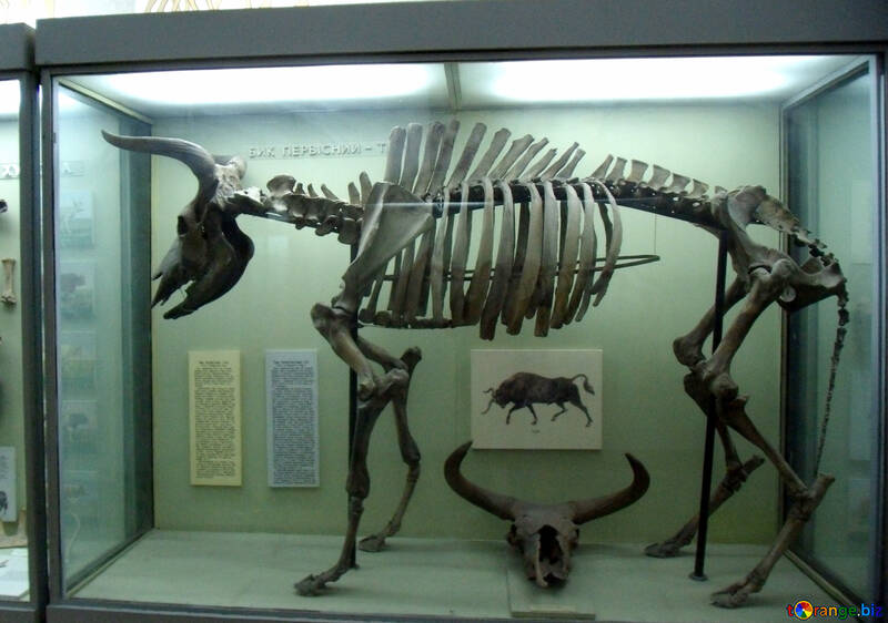 Urzeitliche Rind Skelett №21470