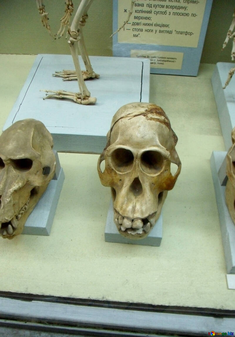 Similar al cráneo humano №21462