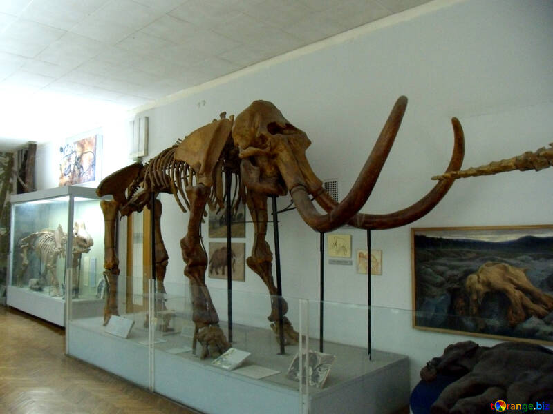 The skeleton of mammoth №21476