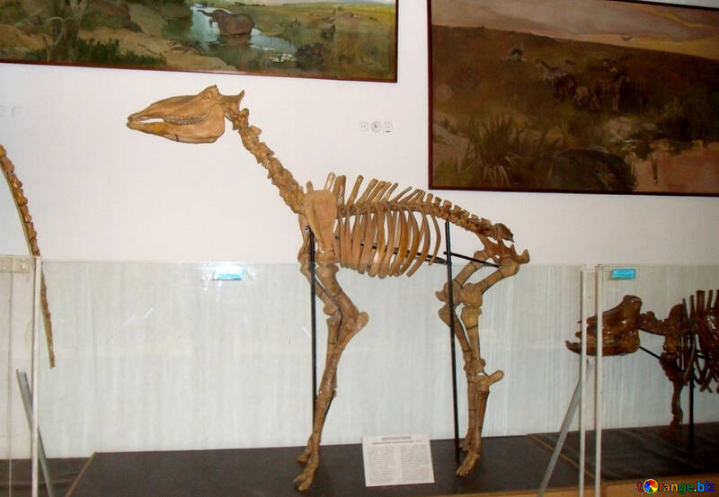 O esqueleto de animal pré-histórico №21449