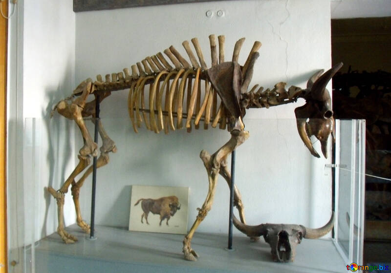 Skeleton of prehistoric animal №21483