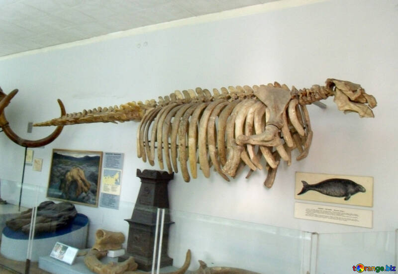 Скелет тюленя №21482