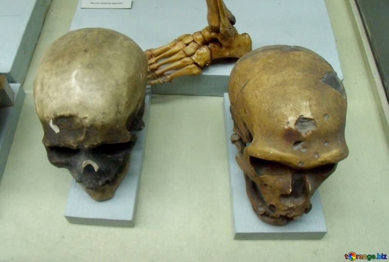 初期の人間の頭蓋骨 №21465