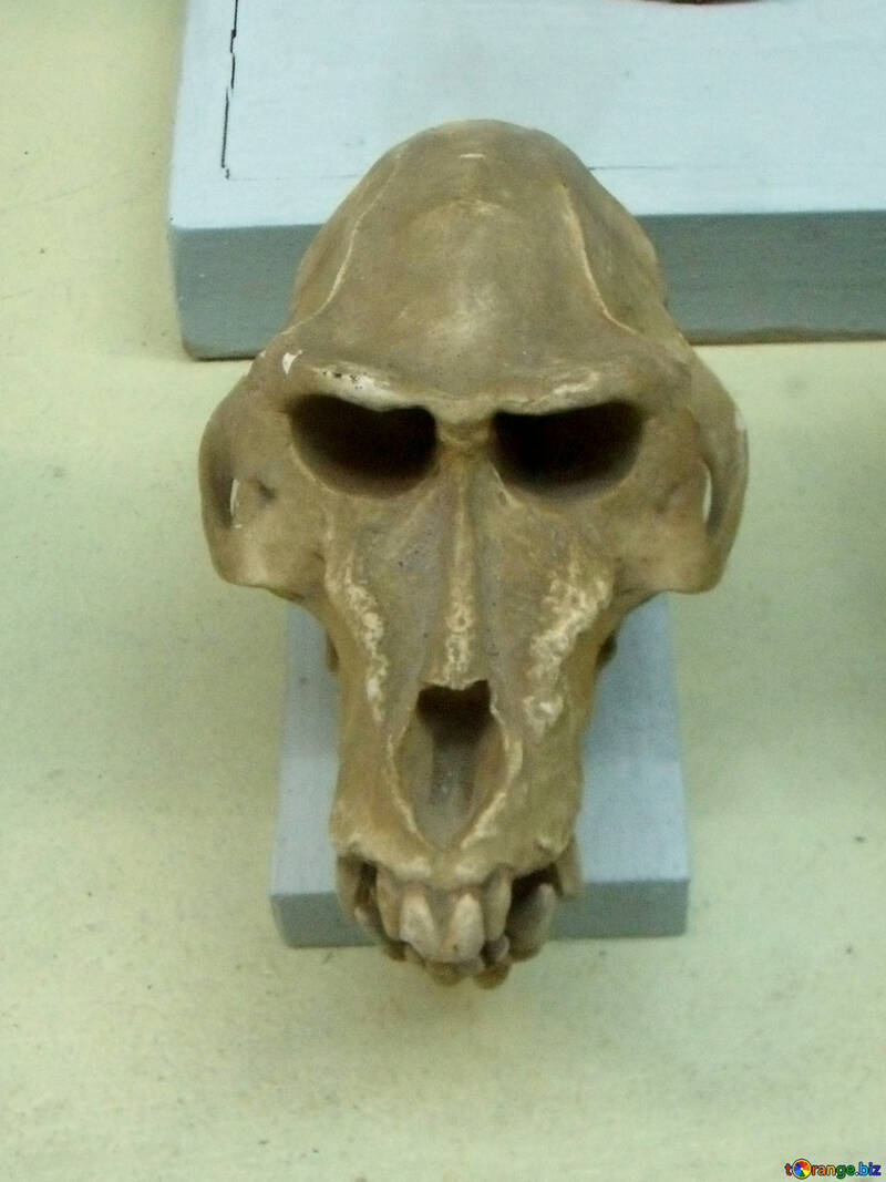 人間の先祖の頭蓋骨 №21461