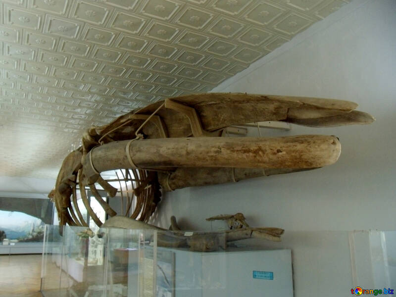 Esqueleto de baleia de esperma №21468