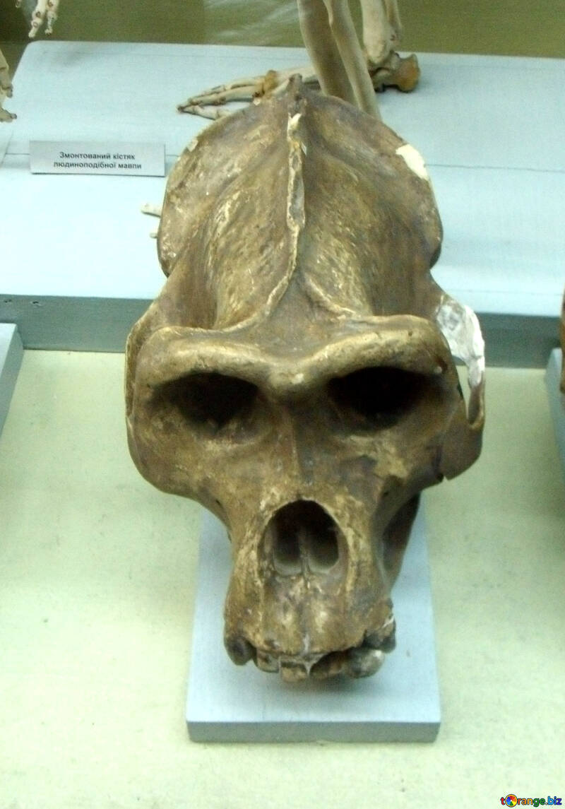 非常に古代の人間の頭蓋骨 №21463