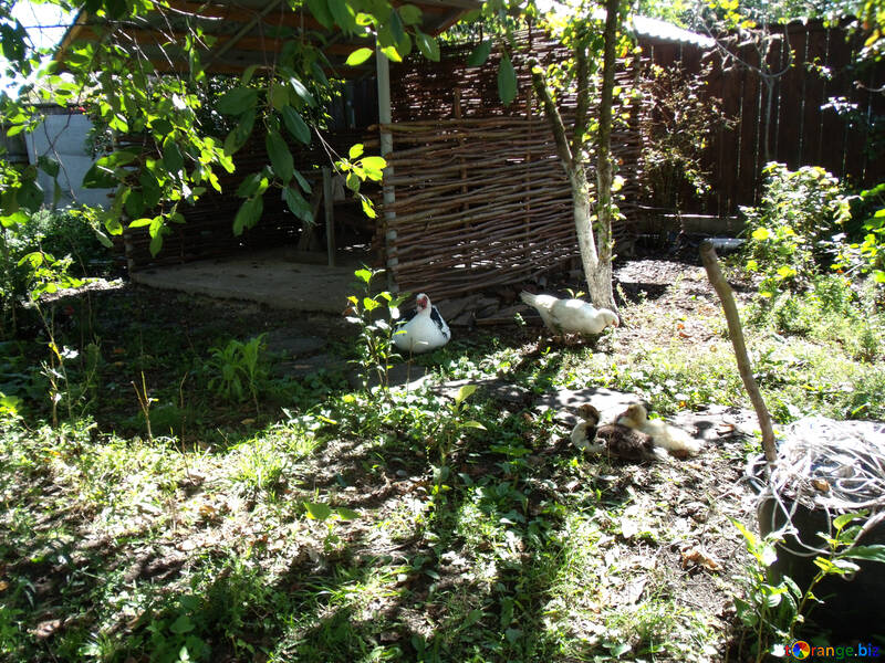 Canards marchant dans le jardin potager №21509