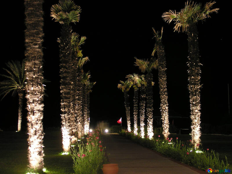Palm trees at night №21110