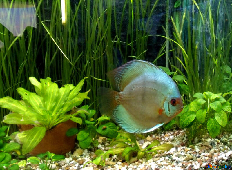 Fischen in einem aquarium №21438