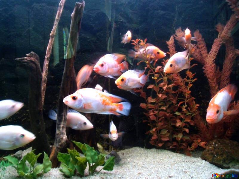 Aquarium Fisch №21442