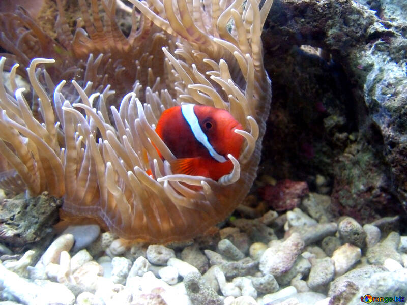 Fish in the sea anemone №21421