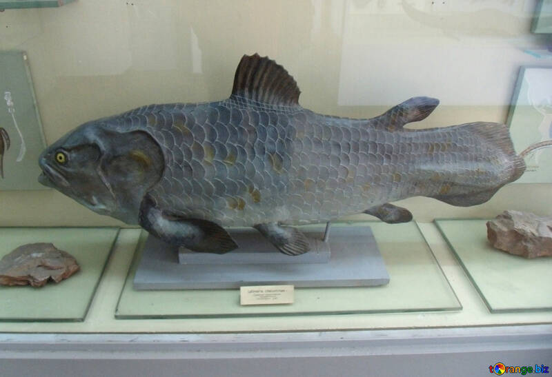 Стародавня риба №21469