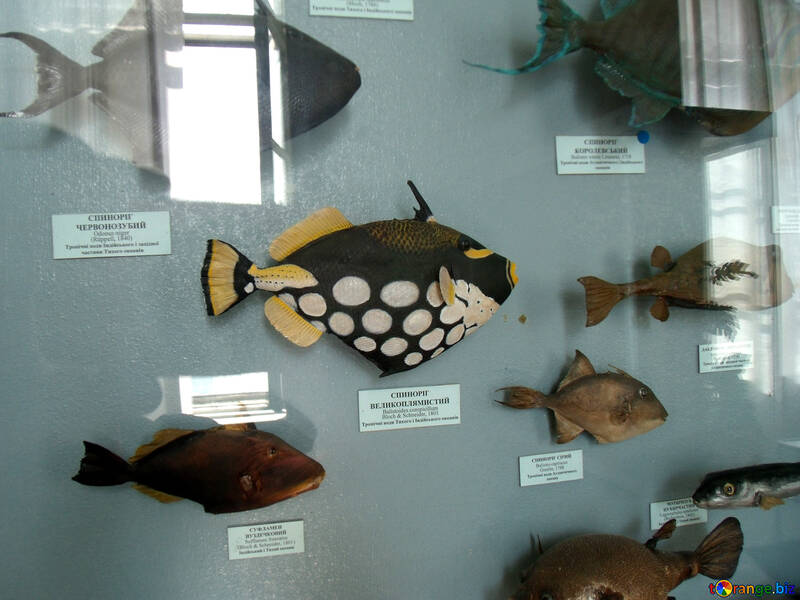 A stuffed fish in the museum №21334