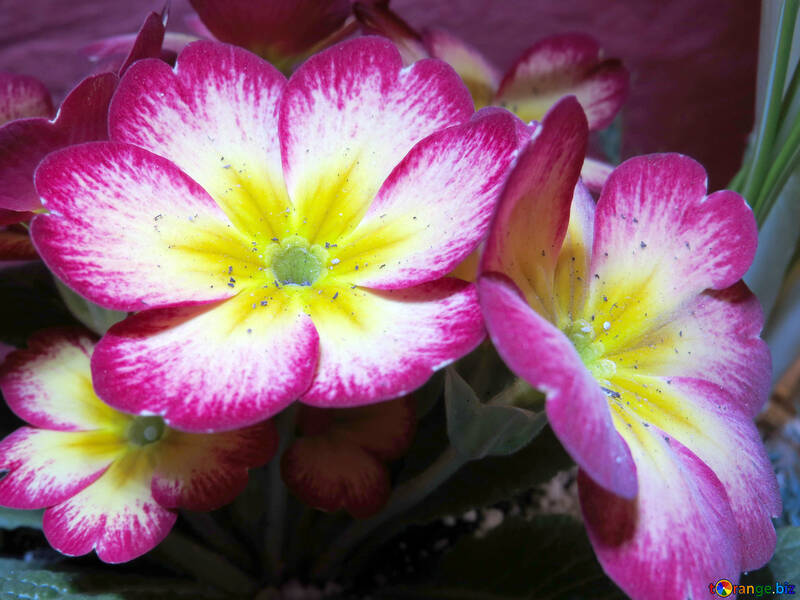 Primrose flower №21266