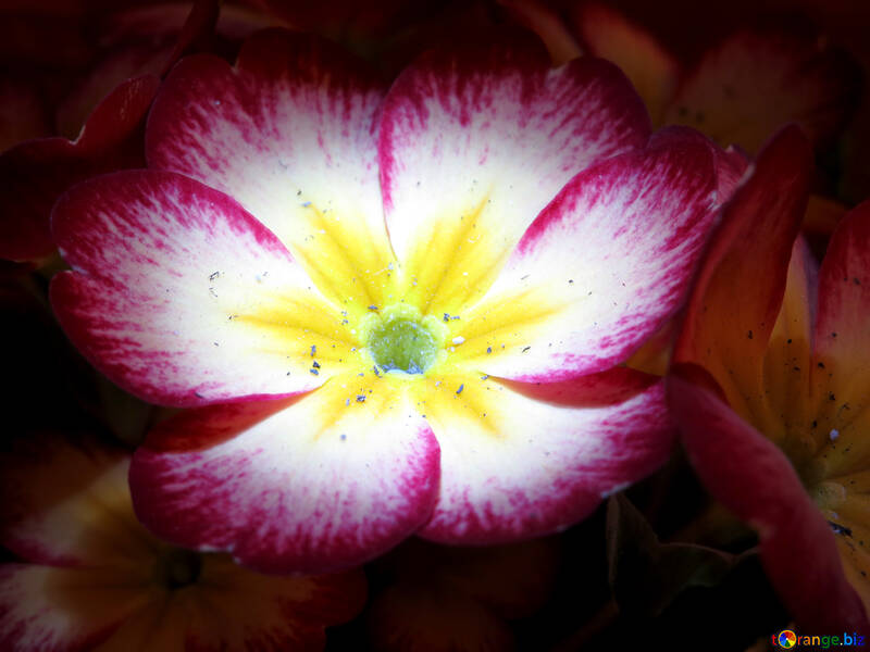 Spring flower primula №21268