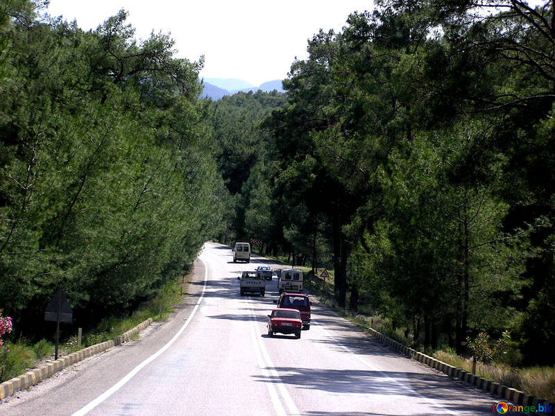 A estrada através da floresta №21984