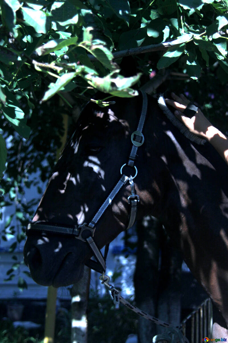 Horse in the shade of the trees №21865
