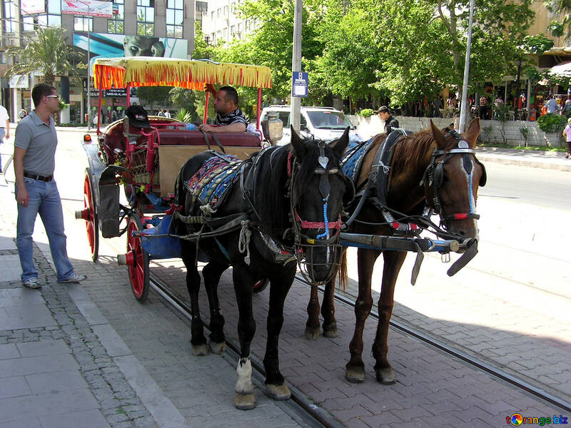 Horse carriage rides №21012