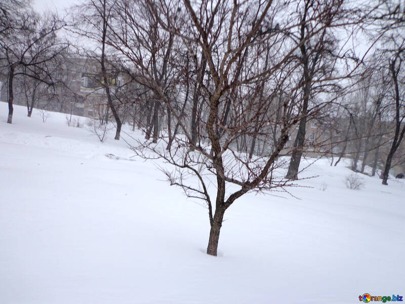 雪の中の木 №21545