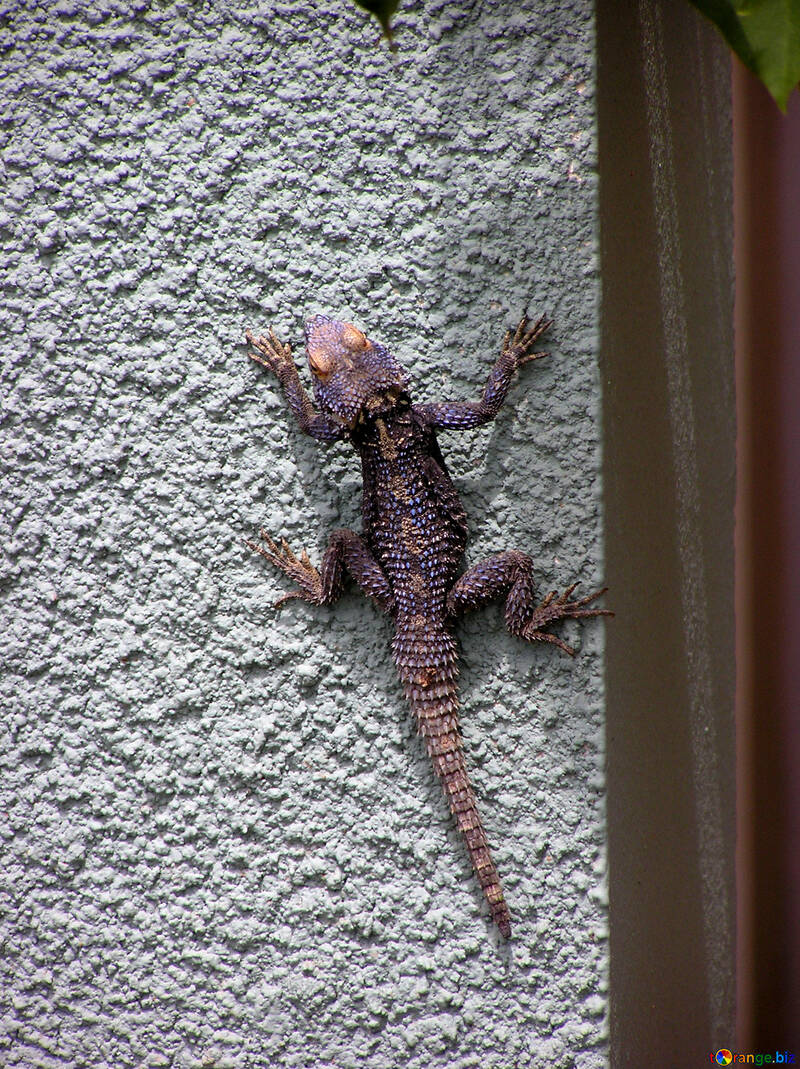 Lizard on the wall №21696