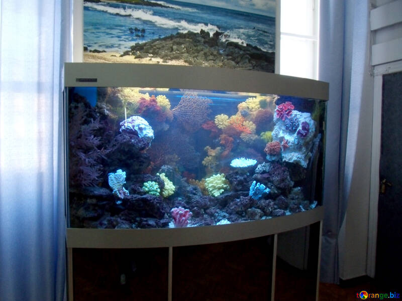 Aquarium marin №21432