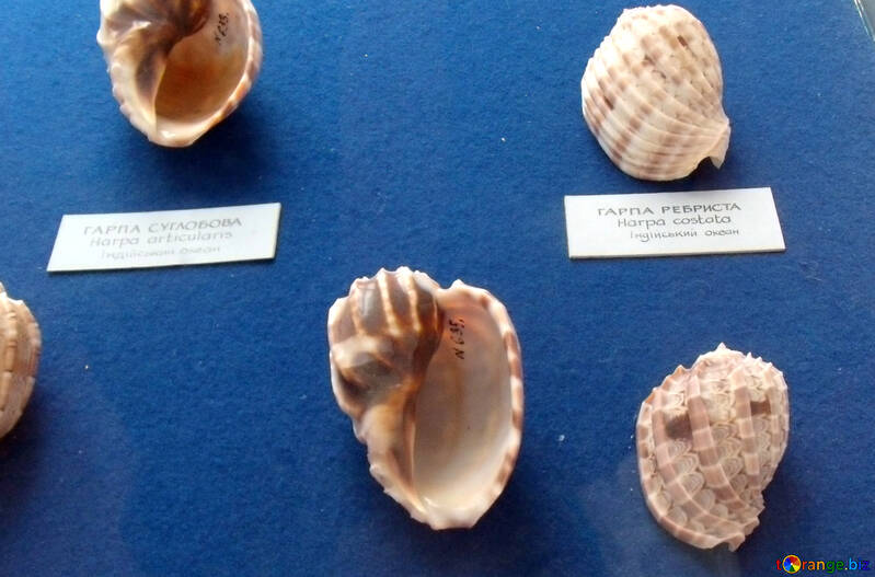 Shellfish in the museum №21349
