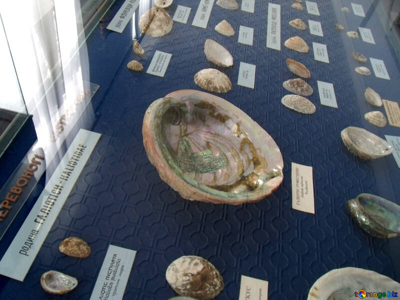 Shells in the museum №21360