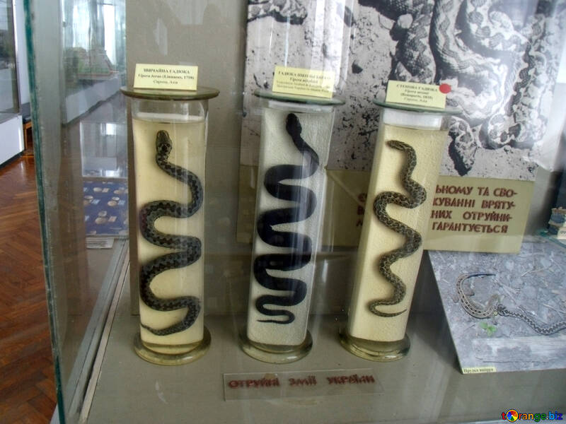 Serpientes venenosas en Ucrania №21321