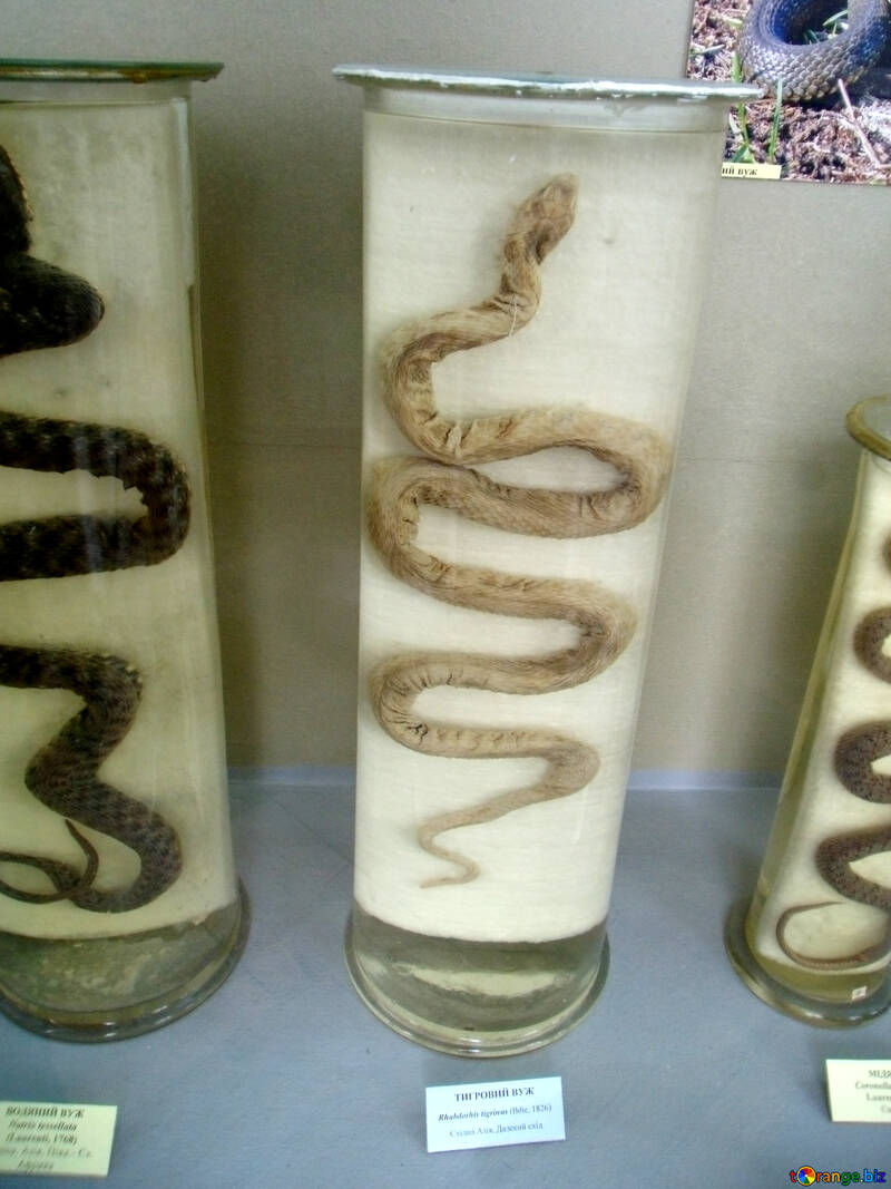 Snakes in the museum №21313