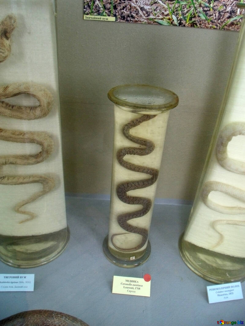 Serpents en tubes №21312