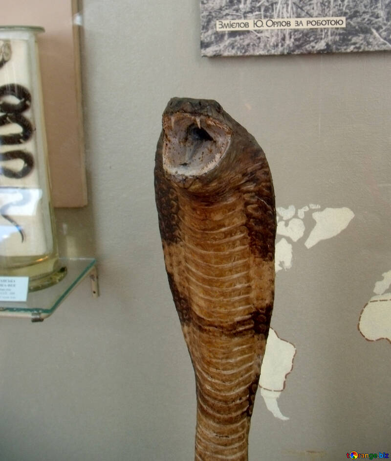 Cobra de pelúcia №21316
