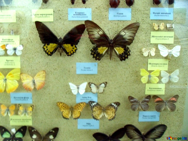 Farfalle sotto vetro №21383
