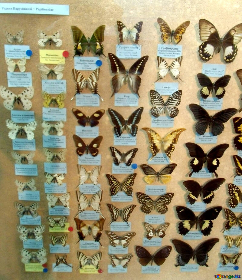 Collezione di farfalle №21409