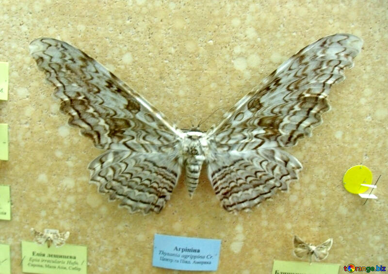 Großer Schmetterling №21406