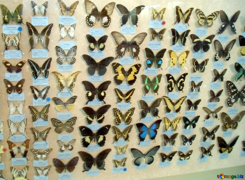 Specie di farfalle №21408